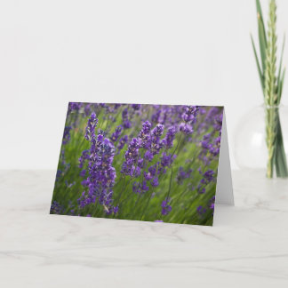 Cartão Lavendar | Lavendel