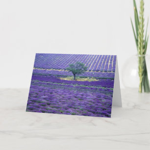Cartão Lavender fields, Vence, Provence, France