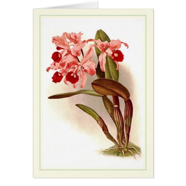 Cartão Lawrenceana de Cattleya (Frente)