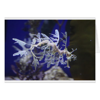 Cartão Leafy Sea Dragon