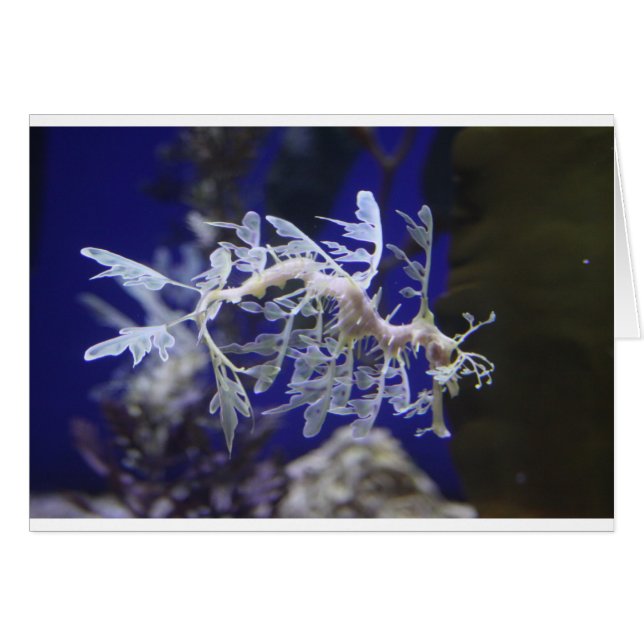 Cartão Leafy Sea Dragon (Frente Horizontal)