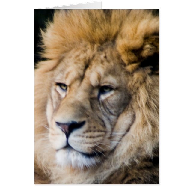 Cartão leão (Frente)