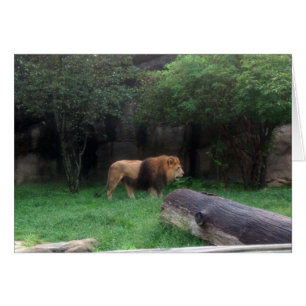 Cartão Leão