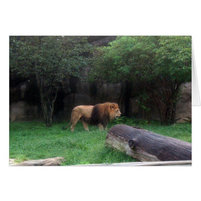 Cartão Leão (Frente Horizontal)