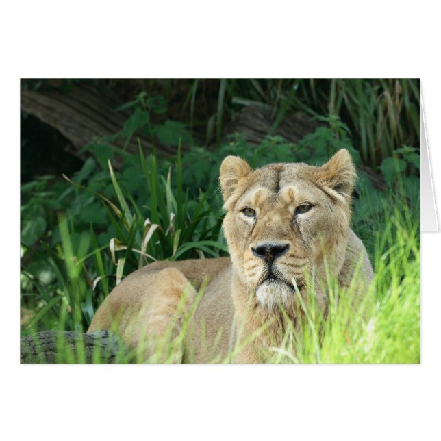 Cartão leão (Frente Horizontal)