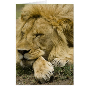 Cartão Leão-africano, Panthera leo, deitado dormindo