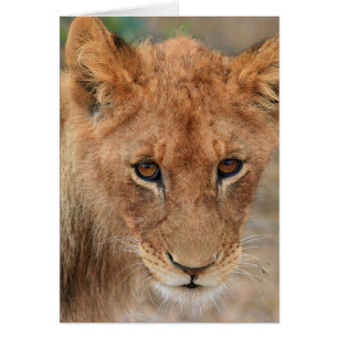 Cartão Leão Cub