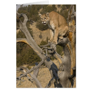 Cartão Leão-da-montanha, também conhecido como puma, coug
