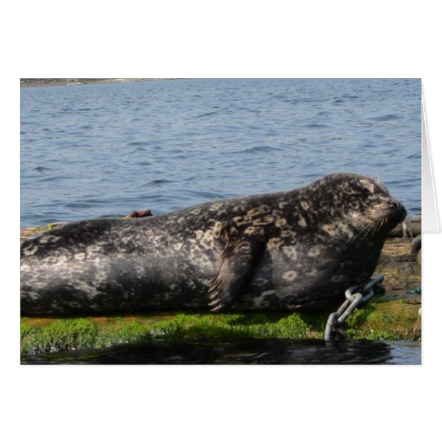 Cartão Leão do Mar Sonolento (Frente Horizontal)