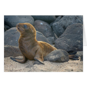 Cartão Leão-marinho-das-galápagos