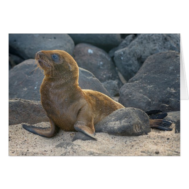 Cartão Leão-marinho-das-galápagos (Frente Horizontal)