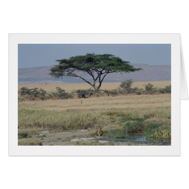 Cartão Leão na Água (Frente Horizontal)