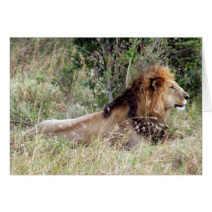 Cartão leão-rei