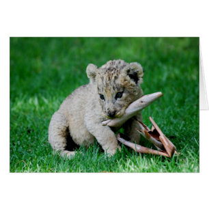 Cartão Leão repleto