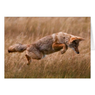 Cartão Leapso de Coyote - Prados de Gibbon