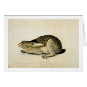 Cartão Lebre de Altura Negra, John James Audubon