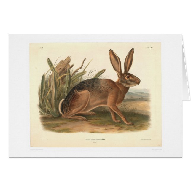 Cartão Lebre de Califórnia por Audubon (0177A) (Frente Horizontal)