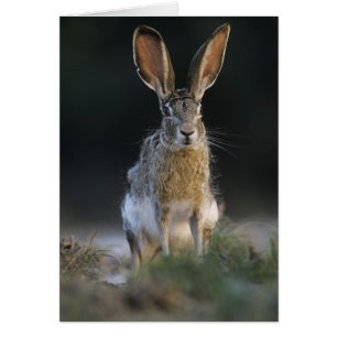 Cartão Lebre-de-cauda-preta, Lepus californicus, 2