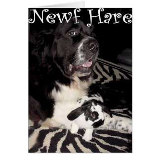 Cartão Lebre de Newf