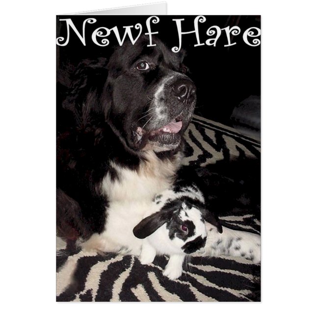 Cartão Lebre de Newf (Frente)