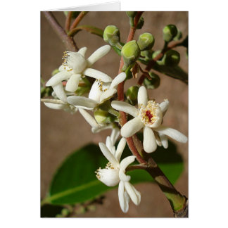 Cartão LECYTHIDACEAE: Cariniana Legalis