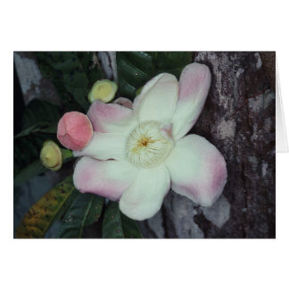 Cartão LECYTHIDACEAE: Gustavia augusta