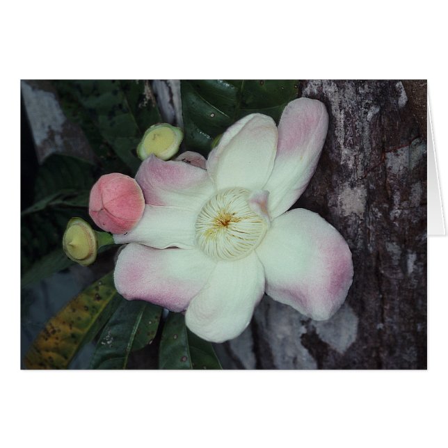 Cartão LECYTHIDACEAE: Gustavia augusta (Frente horizontal)