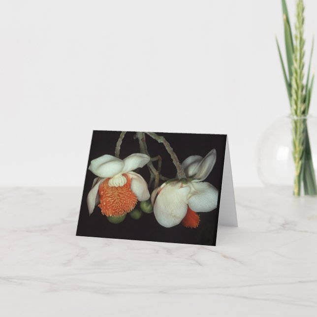 Cartão LECYTHIDACEAE: Lecythis persiste (Frente)