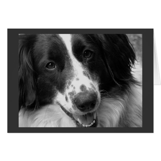 Cartão Legal, calmo e cão reaxado (Frente Horizontal)