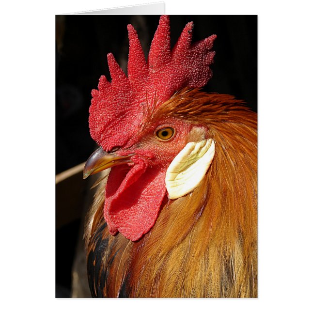 Cartão Leghorn Roo (Frente)