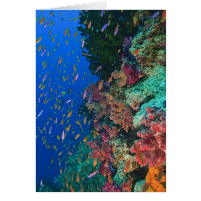 Cartão Leitões De Leite (Pseudanthias) (Frente)