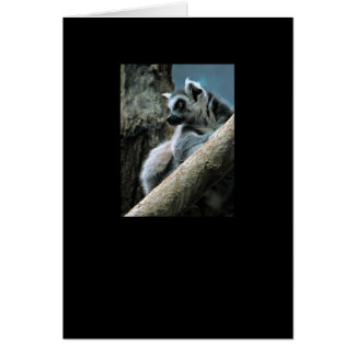 Cartão Lemur