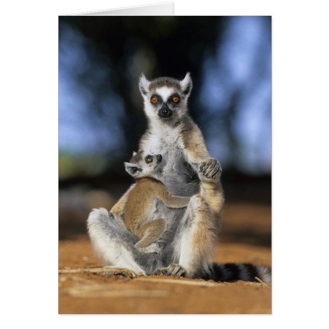 Cartão Lêmure-de-cauda-anelada, (Lemur catta), Mãe e (Frente)