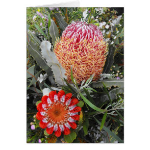 Cartão Lenha e escarlate do Banksia