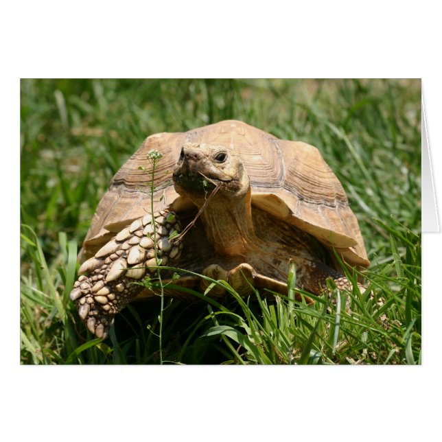 Cartão Lento, mas estável (Frente Horizontal)