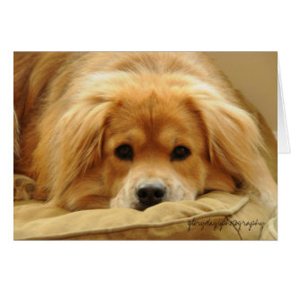 Cartão Leo na cama do cão