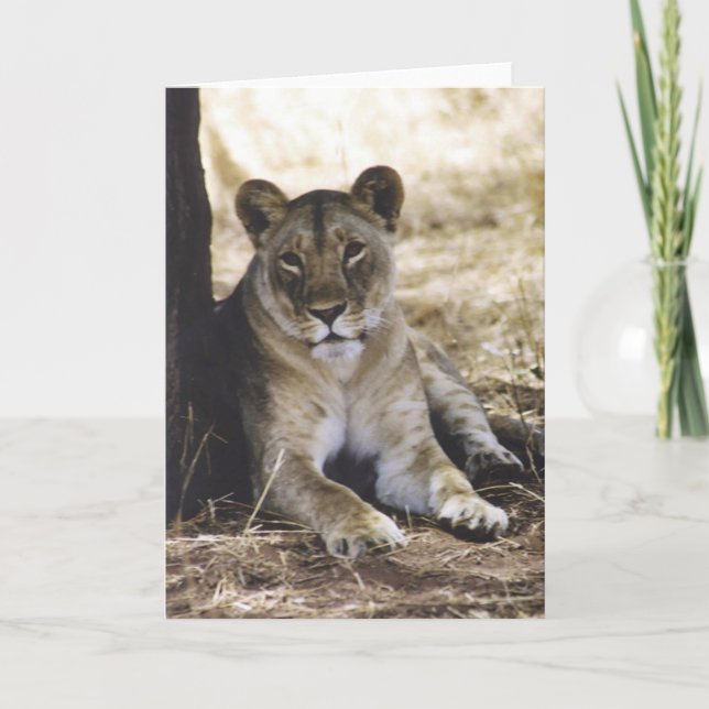 Cartão Leoa (Frente)