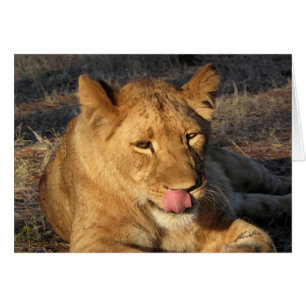 Cartão Leoa (dos Lions Clube) que lambe seu nariz (quedas