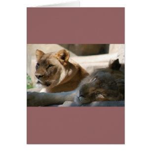 Cartão Leões Africanos