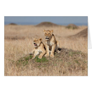 Cartão Leões jovens