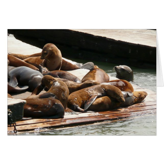 Cartão Leões Marinhos Tomando Sol em São Francisco (Frente Horizontal)