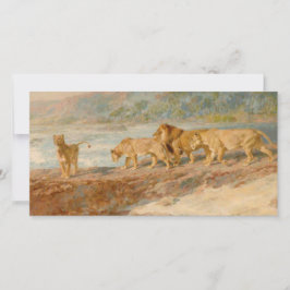 Cartão Leões na margem de um rio africano