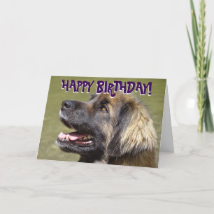 Cartão Leonberger dog birthday card