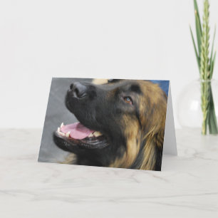 Cartão Leonberger Greeting Card