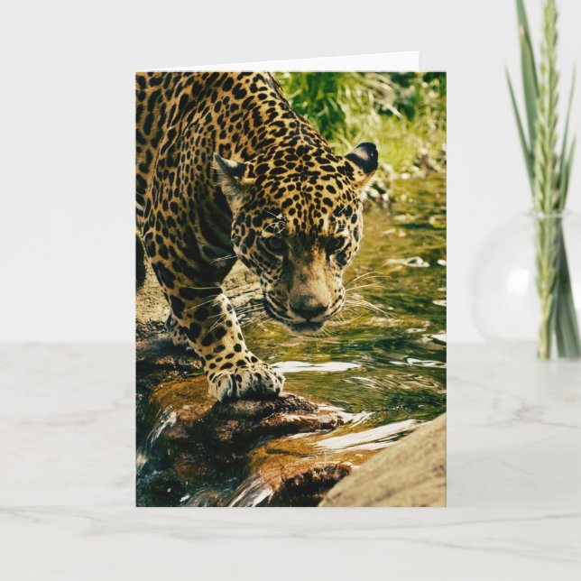 Cartão Leopard Crossing a Stream Photograph (Frente)
