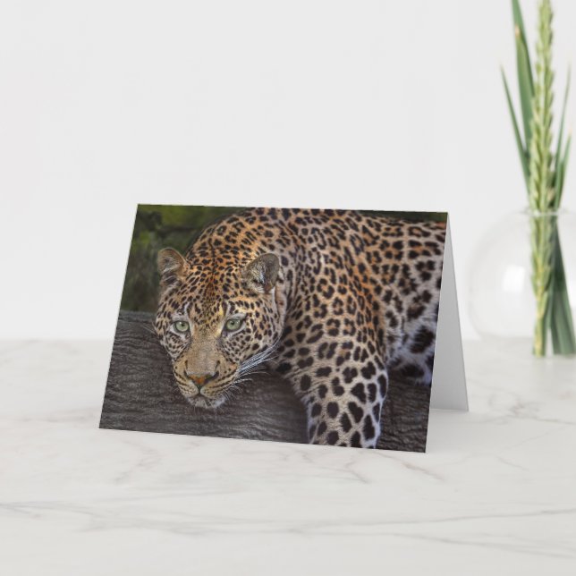 Cartão Leopard Lounging (Frente)