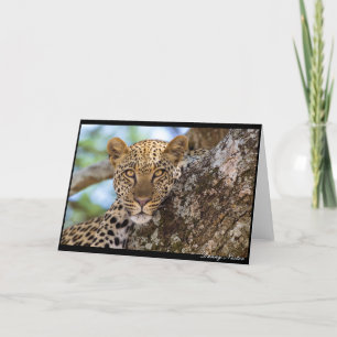 Cartão Leopard Stare
