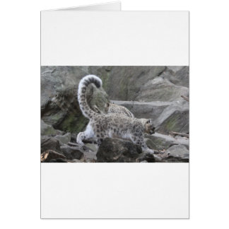 Cartão leopardo-da-neve