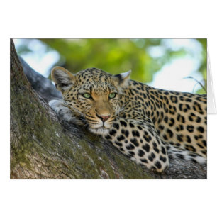 Cartão Leopardo de descanso
