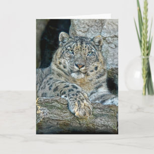 Cartão Leopardo de neve depois dos olhos
